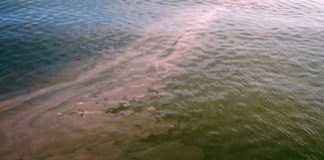 Research: Harmful algae found to flourish in both high-, low-CO2 environments —