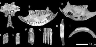 Research: Cayman Island fossils reveal previously undescribed extinct mammals —