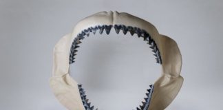 Research: How megalodon’s teeth evolved into the ‘ultimate cutting tools’ —