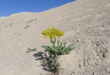 Research: Research provides insight on survivability of rare Wyoming plant —