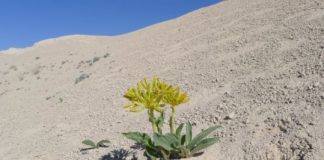Research: Research provides insight on survivability of rare Wyoming plant —