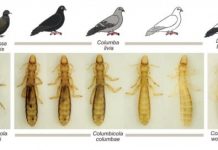 Research: Preening drives divergent camouflage in feather lice on both micro- and macro-evolutionary timescales —