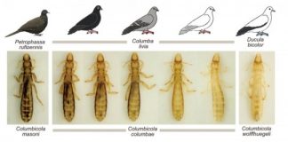 Research: Preening drives divergent camouflage in feather lice on both micro- and macro-evolutionary timescales —