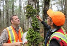 Research: Rethinking old-growth forests using lichens as an indicator of conservation value —