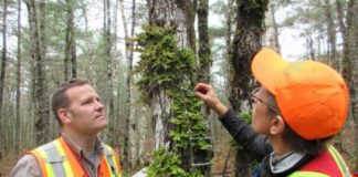 Research: Rethinking old-growth forests using lichens as an indicator of conservation value —