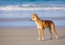 Research: Australian dingo is a unique Australian species in its own right —