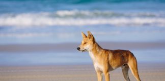 Research: Australian dingo is a unique Australian species in its own right —