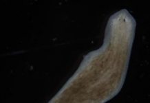 Research: Electrical signals kick off flatworm regeneration —