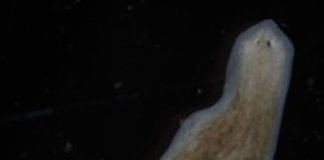 Research: Electrical signals kick off flatworm regeneration —
