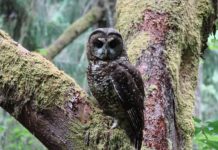 Research: Researchers forecast interactions between two owl species and the quality of their habitat in the Pacific Northwest —