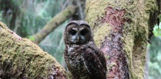 Research: Researchers forecast interactions between two owl species and the quality of their habitat in the Pacific Northwest —