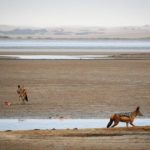 Study: Diet may be a key factor for Influenza A virus exposure in wild African mammals — (Details)