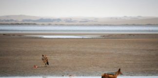 Study: Diet may be a key factor for Influenza A virus exposure in wild African mammals — (Details)