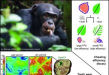 Research: Increased dust loads result in decreased chewing efficiency in chimpanzees —