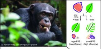 Research: Increased dust loads result in decreased chewing efficiency in chimpanzees —