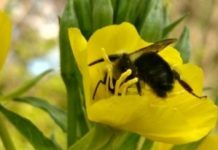 Research: Impact of urbanization on wild bees underestimated —