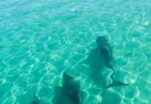 Research: When it comes to wooing the ‘ladies’, it turns out male bottlenose dolphins employ special tactics with their brothers or cousins to increase their odds of sexual success —