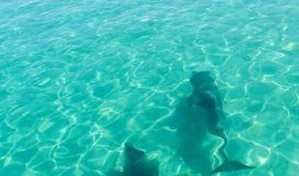 Research: When it comes to wooing the ‘ladies’, it turns out male bottlenose dolphins employ special tactics with their brothers or cousins to increase their odds of sexual success —
