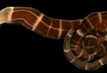 Research: Some worms recently evolved the ability to regrow a complete head —