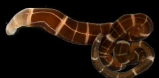 Research: Some worms recently evolved the ability to regrow a complete head —