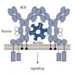 Study: Mechanism through which bacteria attack white blood cells — (Details)