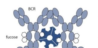 Study: Mechanism through which bacteria attack white blood cells — (Details)