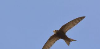 Research: Swifts are born to eat and sleep in the air —