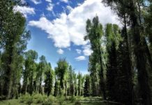 Research: Climate-driven evolution in trees alters their ecosystems —