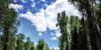 Research: Climate-driven evolution in trees alters their ecosystems —