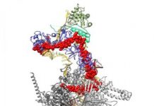 Research: Scientists decipher protein structure after more than fifty years of research —