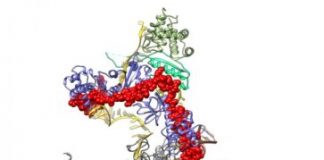 Research: Scientists decipher protein structure after more than fifty years of research —