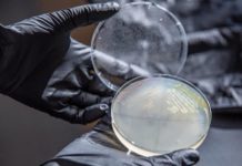 Research: Engineered microbe may be key to producing plastic from plants —