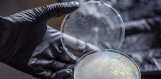 Research: Engineered microbe may be key to producing plastic from plants —
