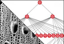 Research: Study upends ideas inferred from nonwoody plants —