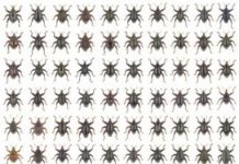 Research: Star Wars and Asterix characters amongst 103 beetles new to science from Sulawesi, Indonesia —