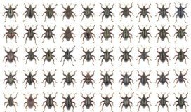 Research: Star Wars and Asterix characters amongst 103 beetles new to science from Sulawesi, Indonesia —