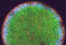 Research: Scientists find differentiating cells do not all respond the same when told to change —