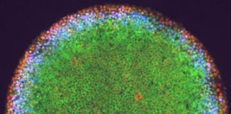 Research: Scientists find differentiating cells do not all respond the same when told to change —