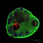 Study: Scientists produce brain organoids with primitive eyes using computational fluid dynamics — (Details)