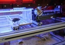 Research: Scientists engineer mouse ‘smart house’ to study behavior —