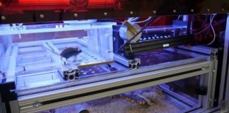 Research: Scientists engineer mouse ‘smart house’ to study behavior —