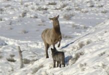 Research: Debate on predator-prey relationships