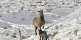 Research: Debate on predator-prey relationships