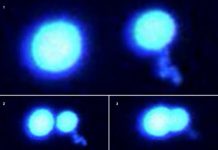 Research: New research illuminates some basic properties of these eccentric marvels of biology —