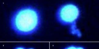 Research: New research illuminates some basic properties of these eccentric marvels of biology —