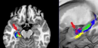 Study: Three ways studying organic chemistry changes the brain — (Details)