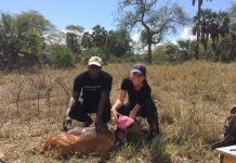 Research: Documenting a trophic cascade with leopards, antelopes, and plants —