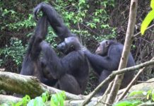 Research: Human impact reduces the behavioral repertoire of chimpanzees —