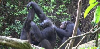 Research: Human impact reduces the behavioral repertoire of chimpanzees —