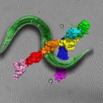 Study: Crystal-clear view of a key neuronal receptor opens door for new, targeted drugs — (Details)